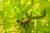 Bell spider (Argyroneta aquatica) with its air bubble underwater, Italy. October. Controlled conditions.