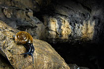 Carnivorous snail (Oxychilus draparnaudi) in a cave, Italy, November.