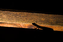 Strinati's cave salamander (Speleomantes strinatii), at night on wood pallet, Genoa Italy.