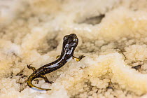 French cave salamander (Speleomantes strinatii) juvenile, Italy, April.