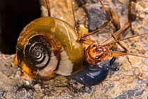 Carnivorous land snail (Oxychilus sp.) eating a cave cricket (Petaloptila andreinii), Italy