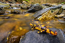 Fire salamander (Salamandra salamandra) female   almost ready to give birth to her larvae into the stream, Apennines. Antola Regional Park, Italy