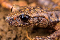 French cave salamander (Speleomantes strinatii) portrait, Italy, April.