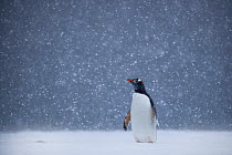 RF - Gentoo Penguin  (Pygoscelis papua) standing in snow alone, Antarctica (This image may be licensed either as rights managed or royalty free.)
