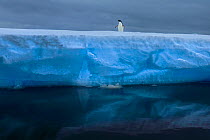 RF - One Adelie penguin (Pygoscelis adeliae) on edge of ice floe, Antarctic Sound, Antarctica (This image may be licensed either as rights managed or royalty free.)