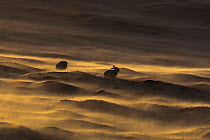 RF - Mountain hare (Lepus timidus) two in snow blown by wind and sunset light, Scotland (This image may be licensed either as rights managed or royalty free.)