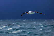 RF - Black browed albatross (Thalassarche melanophris) in flight over stormy seas, Southern Ocean (This image may be licensed either as rights managed or royalty free.)