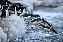 Adelie Penguin (Pygoscelis adeliae) jumping off ice Brown Bluff , Antarctica