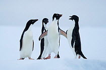 Adelie Penguin (Pygoscelis adeliae) squabbling on ice Antarctic Sound , Antarctica