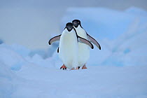 Adelie Penguin (Pygoscelis adeliae) on ice, Antarctic Sound, Antarctica.