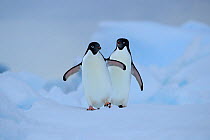 Adelie Penguin (Pygoscelis adeliae) on ice, Antarctic Sound, Antarctica.