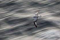 Southern Fulmar (Fulmarus glacialoides) flying over stormy sea Southern Ocean