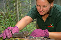 Water vole (Arvicola amphibius) reintroduction at Sevenoaks Wildlife Reserve. Clare Stalford of the Wildwood Trust Conservation Dept  in Wildwood's breeding centre separating young voles from the foun...