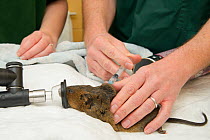 Water vole (Arvicola amphibius), anaesthetised and injected with fluids for health check, prior to release into the wild.   Kent, England, UK. May 2015.