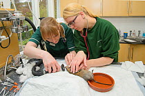 Water vole (Arvicola amphibius) being anaesthetised for health check, prior to release into the wild. Head Vet Nurse Leasa Neame and Vet Nurse Laura Wilson check the vole's heart rate and warm its tai...