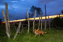 Red fox (Vulpes vulpes) walking on enbankment with light from passing railway train in background, Kent, UK. Composite.