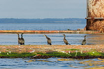 Shags (Phalacrocorax aristotelis) roosting on decommissioned oil rig. Cromarty Firth, Highlands, Scotland. September.
