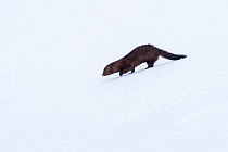 American mink (Neovison vison). Hornstrandir, Iceland. March. Introduced species.