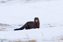 American mink (Neovison vison). Hornstrandir, Iceland. March. Introduced species.