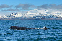 Sperm whale (Physeter macrocephalus) off the Snaefellsnes Peninsula, Iceland. April.