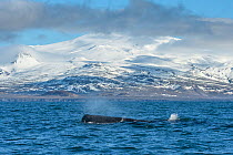 Sperm whale (Physeter macrocephalus) off the Snaefellsnes Peninsula, Iceland. April.