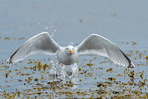 Herring gull (Larus argentatus) in flight, Chanonry Point, Moray Firth, Highlands, Scotland. June.