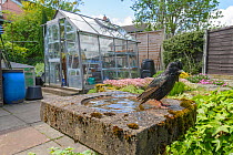 Starling (Sturnus vulgaris) on bird bath in urban garden. Greater Manchester, UK. May.