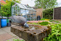 Wood pigeon (Columba palumbus) on bird bath in urban garden. Greater Manchester, UK. May.