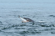Bottlenose dolphin (Tursiops truncatus) feeding on salmon, Moray Firth, Highlands, Scotland. July.