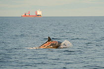 Bottlenose dolphin (Tursiops truncatus) female 'Spritie' with sunburn after stranding, Moray Firth, Highlands, Scotland. August.