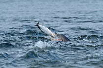 Bottlenose dolphin (Tursiops truncatus) eating salmon, Moray Firth, Highlands, Scotland. July.