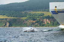 Bottlenose dolphin (Tursiops truncatus) porpoising in front of boat,  Moray Firth, Highlands, Scotland. July.