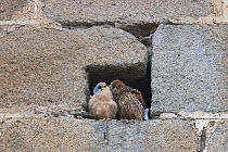 Pair of Lesser kestrels (Falco naumanni) female preening male at entrance to nest site, Extremadura, Spain. March.