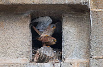 Pair of Lesser Kestrels (Falco naumanni) mating at the entrance to their nest, Extremadura, Spain.