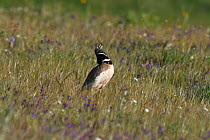 Little Bustard male (Tetrax tetrax) in meadow, Alentejo, Portugal, April.