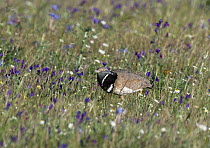 Little bustard male (Tetrax tetrax) patrolling through flower meadow breeding territory. Alentejo, Portugal, April.