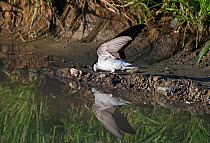 House martin (Delichon urbicum) collecting mud from a pool for nest building.  Alentejo, Portugal, April.