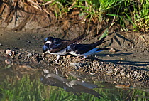 House martins (Delichon urbicum) three collecting mud from a pool for nest building. Alentejo, Portugal, April.