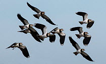 Small flock of Lapwings (Vanellus vanellus) flying in to rest after migration. Cresswell Pond, Druridge Bay, Northumberland, England, UK, September.