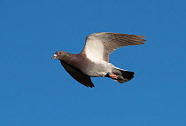 Racing pigeon (Columba livia domestica) in flight. Alentejo, Portugal, April.