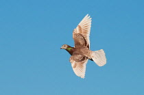 Racing pigeon (Columba livia domestica) in flight. Alentejo, Portugal, April.