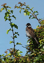Reed bunting male (Emberiza schoeniclus) perched in a hawthorn tree overlooking its breeding territory. Druridge Bay, Northumberland, England, UK, July.