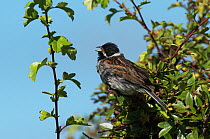 Reed bunting male (Emberiza schoeniclus) singing from a hawthorn tree overlooking its breeding territory. Plumage wet from a recent shower. Druridge Bay, Northumberland, England, UK, July.
