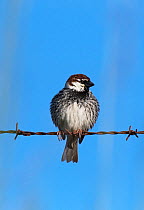 Spanish sparrow (Passer hispaniolensis)  male  perched on a roadside barbed wire fence. Alentejo, Portugal.