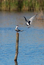 Two Whiskered terns (Chlidonias hybridus) disputing a perch on top of a post in a lake. Le Cherine Nature Reserve, La Brenne, France.