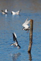 Two Whiskered terns (Chlidonias hybridus) fighting over perch, Le Cherine Nature Reserve, La Brenne, France. April.