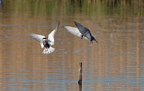 Two Whiskered terns (Chlidonias hybridus) fighting over perch, Le Cherine Nature Reserve, La Brenne, France. April.