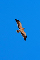 Booted eagle (Hieraaetus pennatus) in flight. Extremadura, Spain, April.