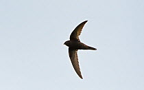 Common swift (Apus apus) in flight. Druridge Bay, Northumberland, England, UK. July.