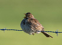 Corn bunting (Miliaria calandra) singing from a barbed wire fence. Alentejo, Portugal, March.